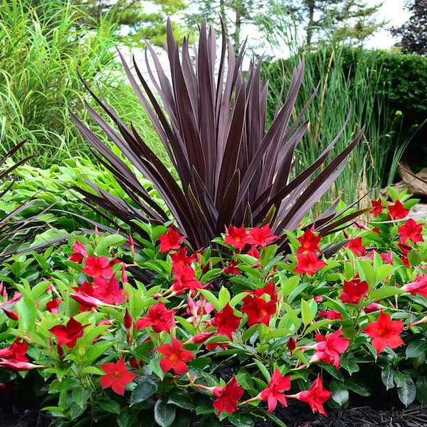 candy cane plants Paeonia Candy Cane - for Sale online on Peonita.com – Peonita