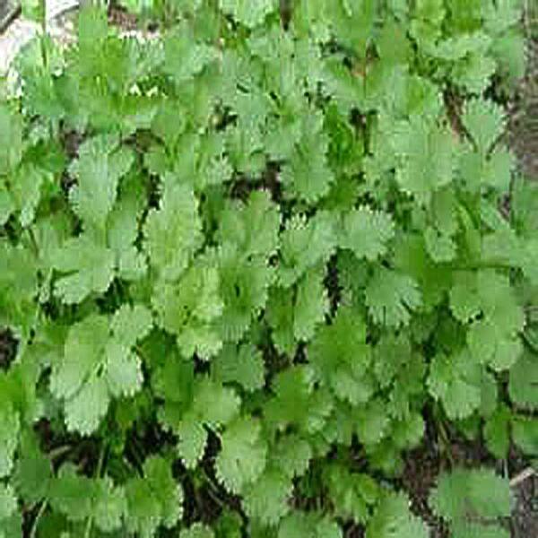 OnlinePlantCenter 3.5 in. Cilantro or Coriander Culinary Herb Plant