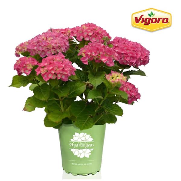 Vigoro 2 Gal. Merritt's Supreme Hydrangea Live Shrub with Pink Flowers