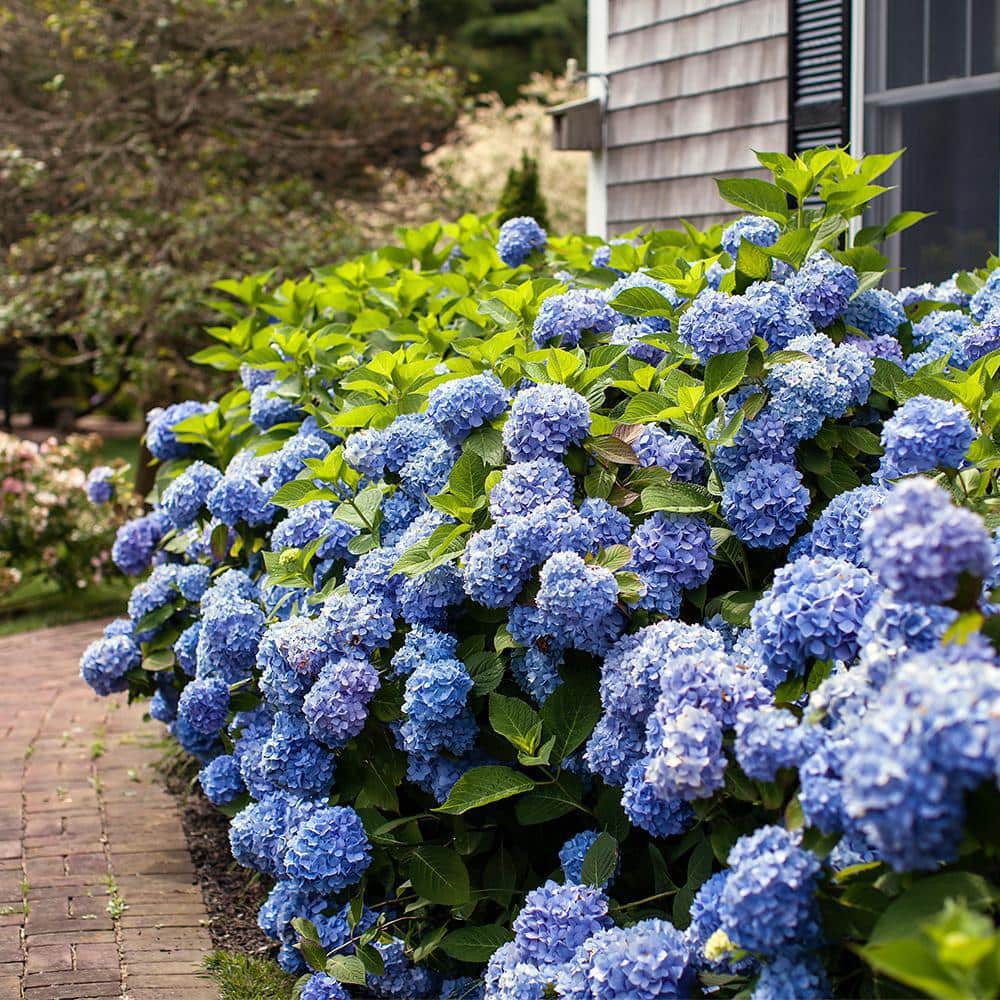 Endless Summer Blue Hydrangea in 1 Gallon Container