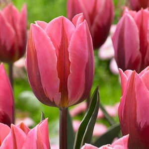 Tulips Bulbs Pretty Princess (Set of 12)