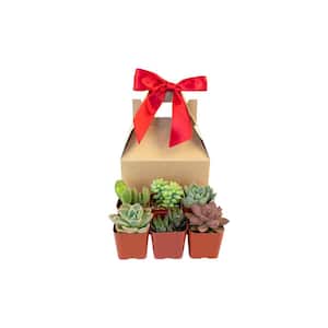 Unique Live Succulents in Gift Box, Hand Selected Variety Mix (6-Pack)