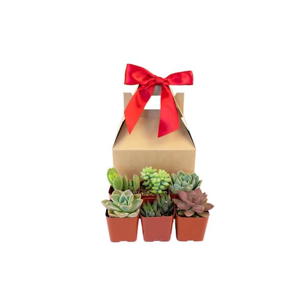 Shop Succulents Unique Live Succulents in Gift Box, Hand Selected Variety Mix (6-Pack)
