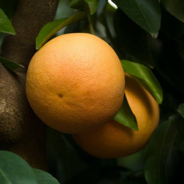 Bloomsz 32 in. Tall 1 Year Old Red Citrus Flame Grapefruit