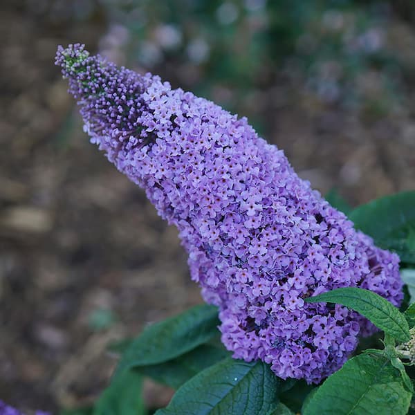 2 Gal. Pugster Amethyst Butterfly Bush (Buddleia) Live Flowering Shrub with Purple Flowers