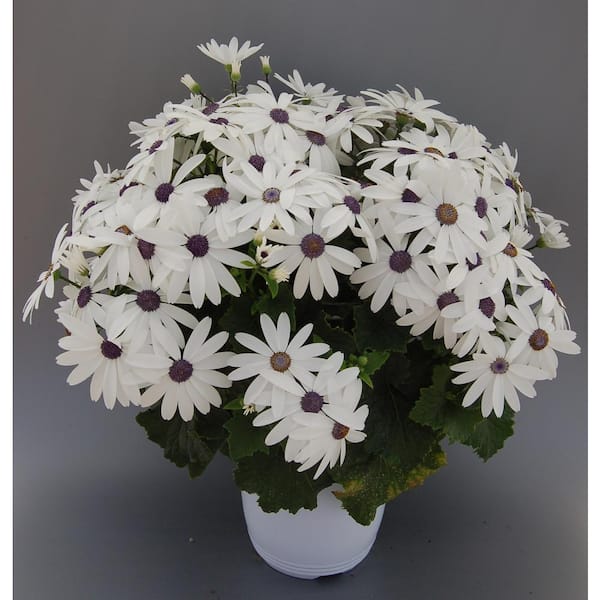 Unbranded Annual Pericallis Senetti White 2.5 QT (4-Pack)