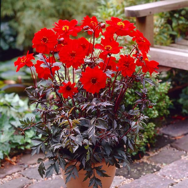Garden State Bulb #1, Bishop Of Llandaff Dahlia Flower Bulbs Bare