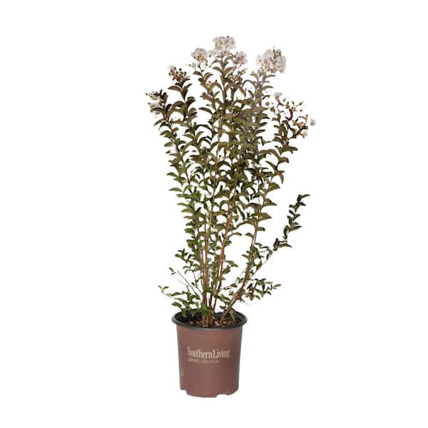 SOUTHERN LIVING 2 Gal. Delta Moonlight Crape Myrtle, Live Deciduous Shrub/Tree, Burgundy Foliage , White Blooming