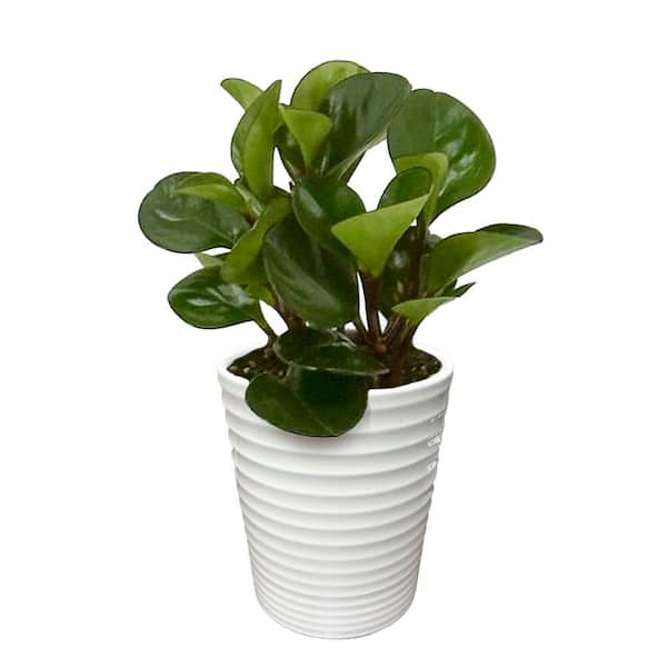 Savory Delights Peperomia Spice is Nice Indoor Plant in 3.5 in. White Ceramic Container