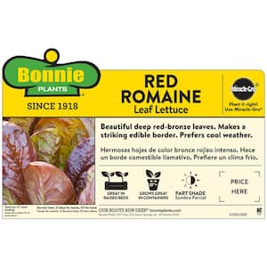 1.19 qt. Red Romaine Lettuce Plant (6-Pack)