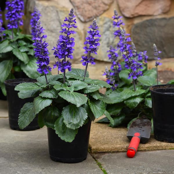 ALTMAN PLANTS Salvia (Blue-Purple Blooms) Outdoor Garden Annual Plant in  2.5 qt. Grower Pot 0872841