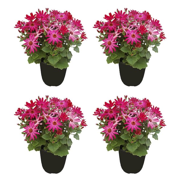 Unbranded Annual Pericallis Senetti Ruby Red in 2.5QT Pot (4-Pack)