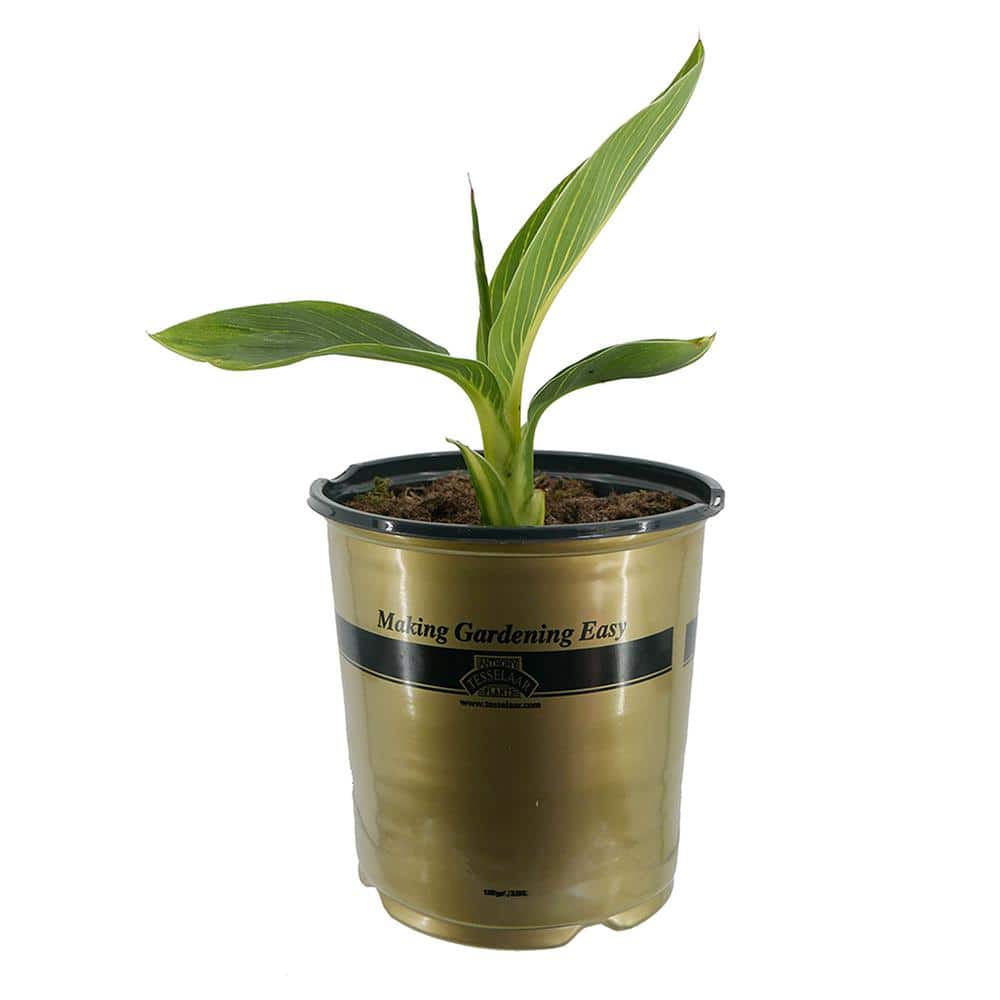 Annual Canna Tropicanna Gold 1.0 Gal.
