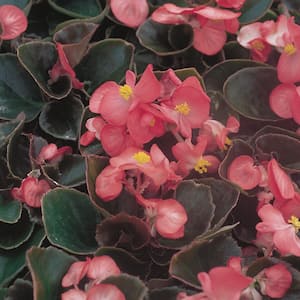 1.38 PT. Bronze Leaf Begonia Annual Plant with Pink Flowers