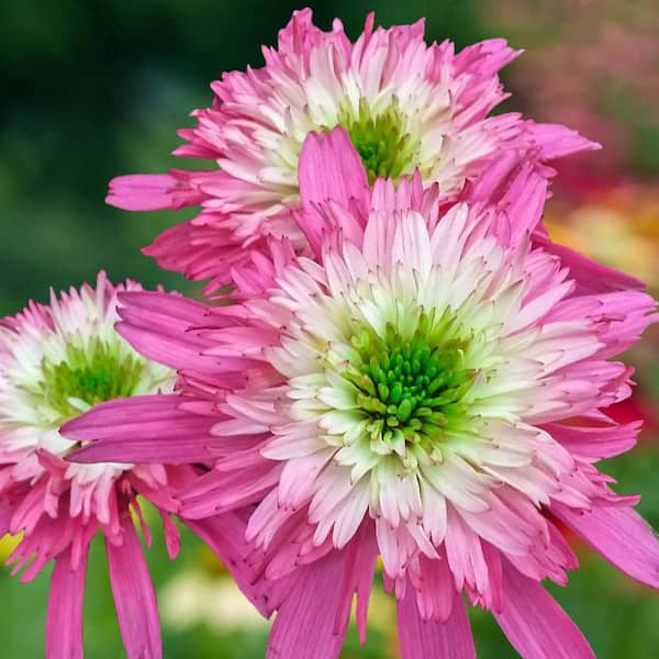 Mini Belle Coneflower (Echinacea) Live Bareroot Perennial with Pink Flowers (3-Pack)