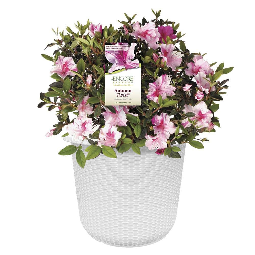 2 Gal. Autumn Twist Shrub with Bi-Color Purple Flowers in Decorative Container price history on PriceWatchPro