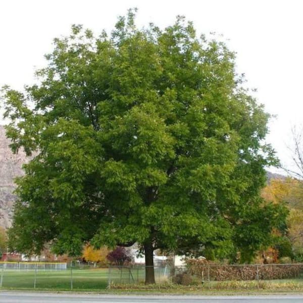 Southern Living 5 Gal. Seedling Pecan Tree