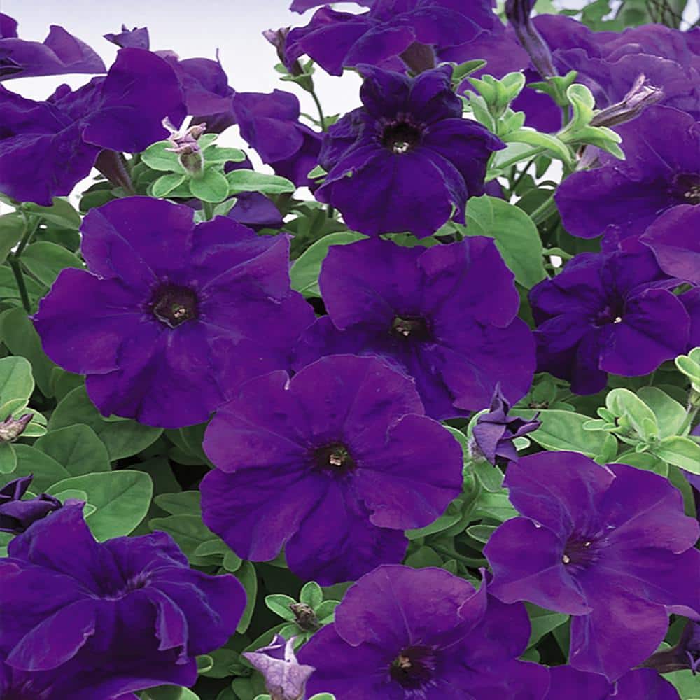 ALTMAN PLANTS 4.73 l Blue and Purple Petunia Hanging Basket Plant 19597 -  The Home Depot