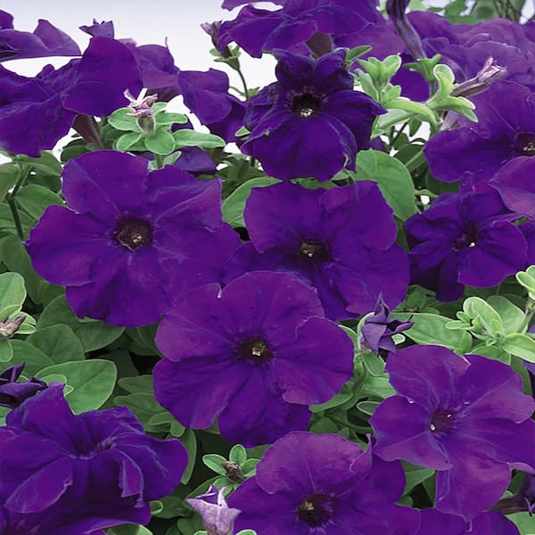 ALTMAN PLANTS 1.65-Pint Blue and Purple Petunia Plant (6-Pack)