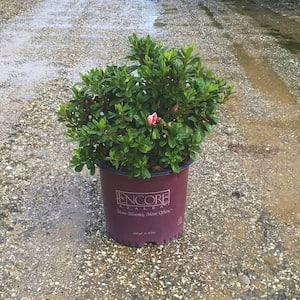 3 Gal. Autumn Sunburst Shrub with Bicolor Coral Pink and White Reblooming Flowers