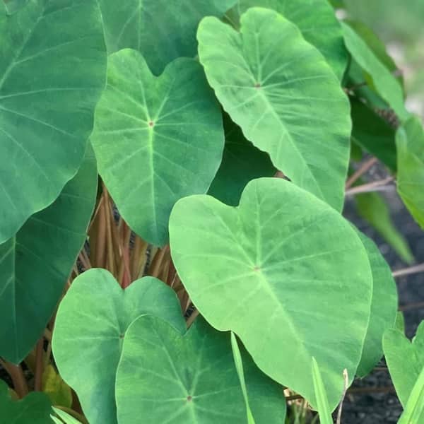 national PLANT NETWORK 3.5 in. Colocasia Polargreen Hardy Elephant Ear Perennial Plant (3-Pack)