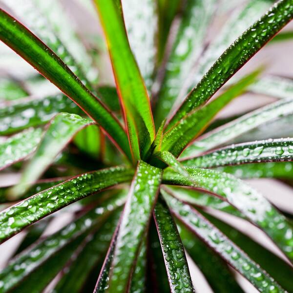 Perfect Plants Dracena Marginata Dragon Plant in 6 in. Grower's Pot  THD10035 - The Home Depot