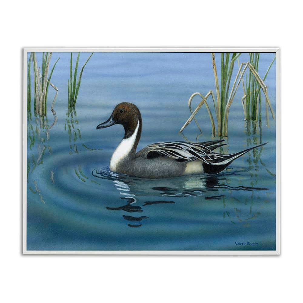 Pintail Loon in Pond by Valerie Rogers White Framed Animal Giclee Art Print 24 in. x 30 in. price history on PriceWatchPro