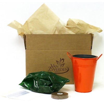 Patio Lily Orange Pixie with Orange Metal Planter and Growers Pot