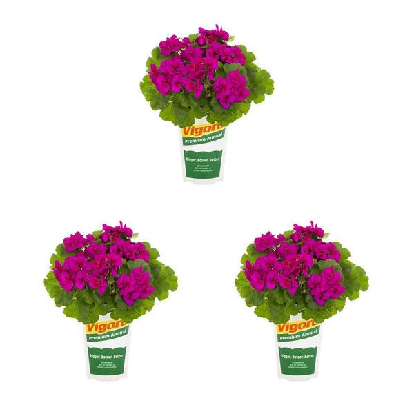 Vigoro 2 qt. Geranium Calliope Medium Violet Purple Annual Plant (3 ...