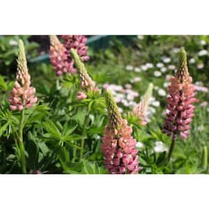 3 Gal. Mini Gallery Pink Bicolor Lupinus Live Perennial Plant (1-Pack)
