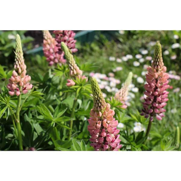 BELL NURSERY 3 Gal. Mini Gallery Pink Bicolor Lupinus Live Perennial Plant (1-Pack)