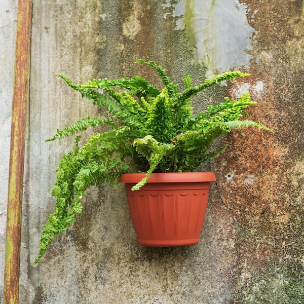 national PLANT NETWORK 4 in. Fern Emina Plant in Grower Containers (3-Pack)