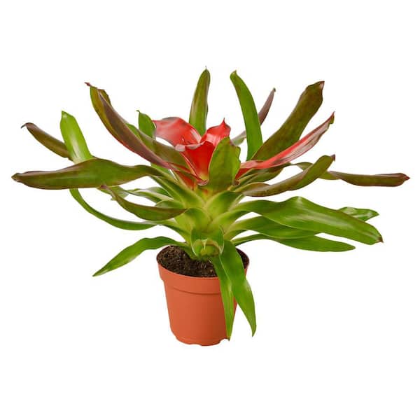 BELL NURSERY 4 In. Bromeliad Plant with Assorted Blooms in Decorative Pot