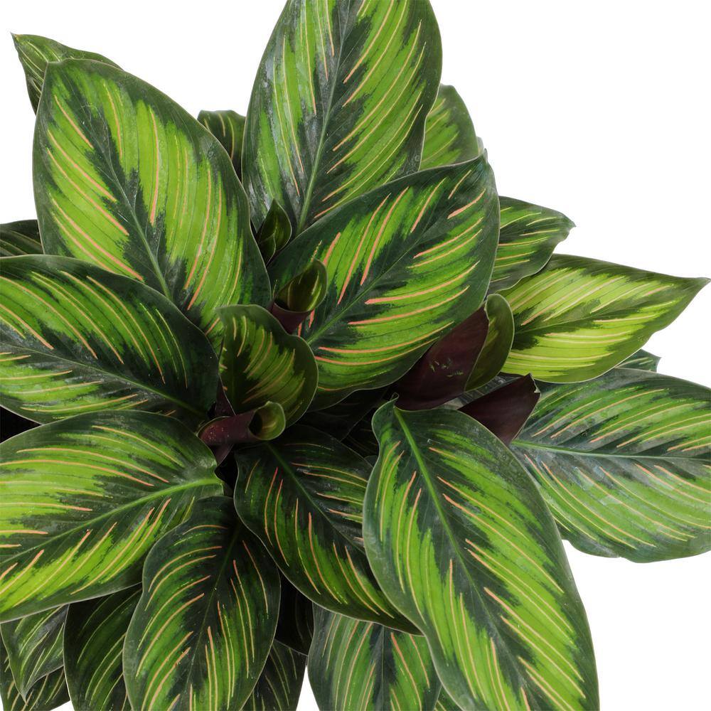 Calathea Ornata Pinstripe Plant in Black Plastic Pot
