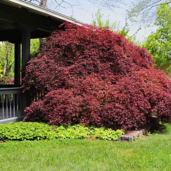 7 Gal. Tamukeyama Japanese Maple Ornamental Tree MAPJTA07G