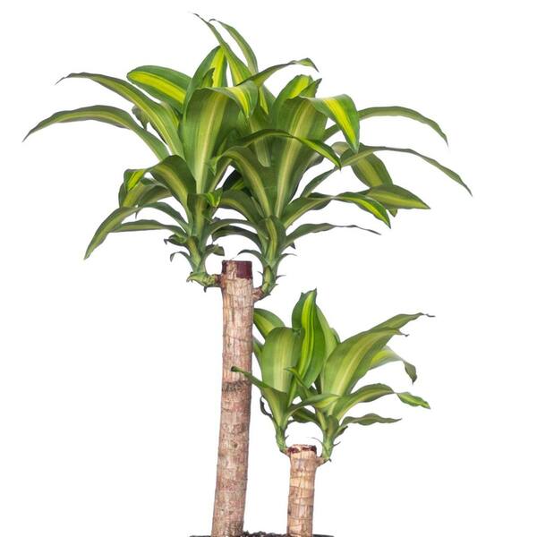 spider plant hanging Hanging Spider Plant – Dahing Plants main image 0