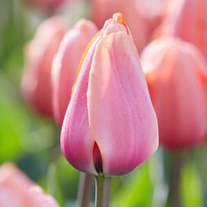 Garden State Bulb 12/Plus Cm, Pink Tulip Darwin Hybrid Apricot ...