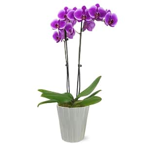 Premium Orchid (Phalaenopsis) Purple Plant in 5 in. Grey Ceramic Pottery