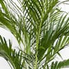 united-nursery-house-plants-20132-c3.1