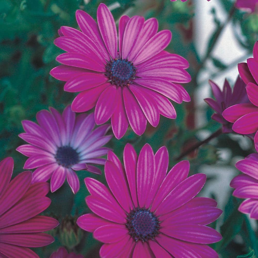 Vigoro 1.5 PT Osteospermum African Daisy 'Margarita Cool Purple
