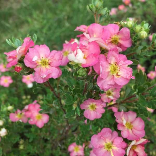 2.0 Gal. Potentilla Happy Face Hearts (Potentilla f. 'Happy Face Hearts') Shrub with Pink Flowers 1-Each