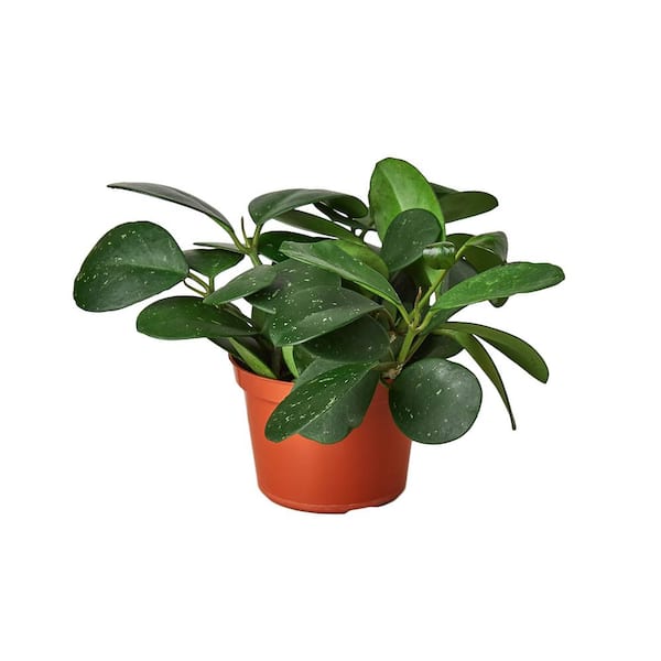 PPC INTERNATIONAL LLC Obovata (Hoya) Plant in 6 in. Grower Pot