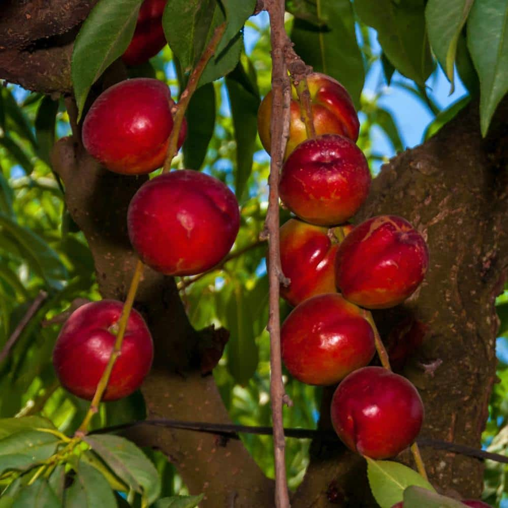 Gurney's Panamint Nectarine Live Bareroot Fruit Tree (1-Pack) 80655 ...