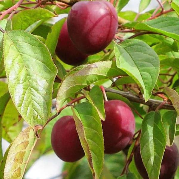 5 Gal. Methley Plum Tree