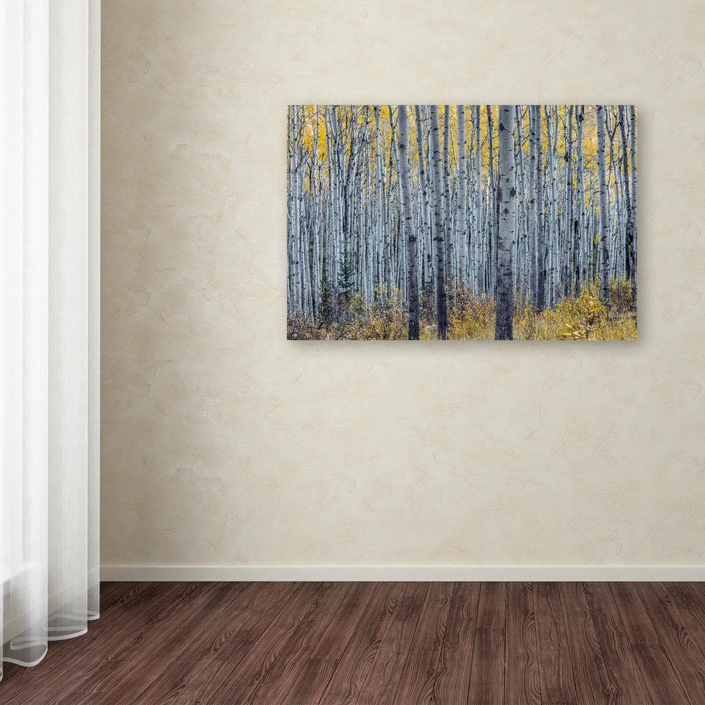 Forest of Aspen Trees Framed Canvas Art Print, 20" x 25"