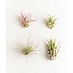 Assorted Air Plant (4-Pack)