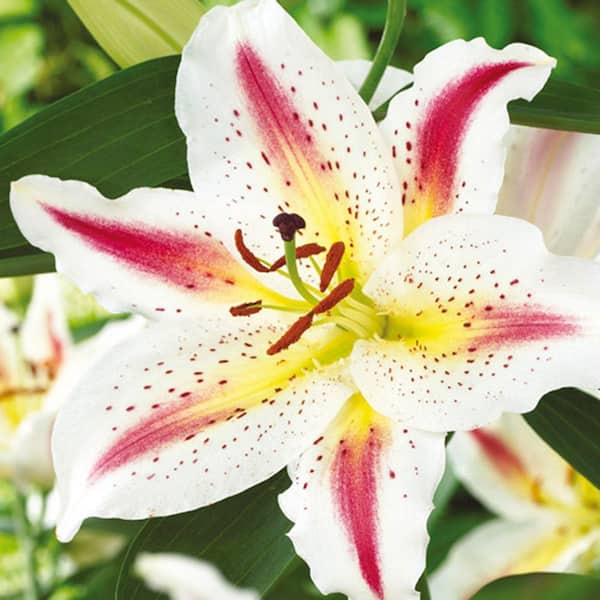 Breck's Oriental Lily Playtime Bulbs (5-Pack)