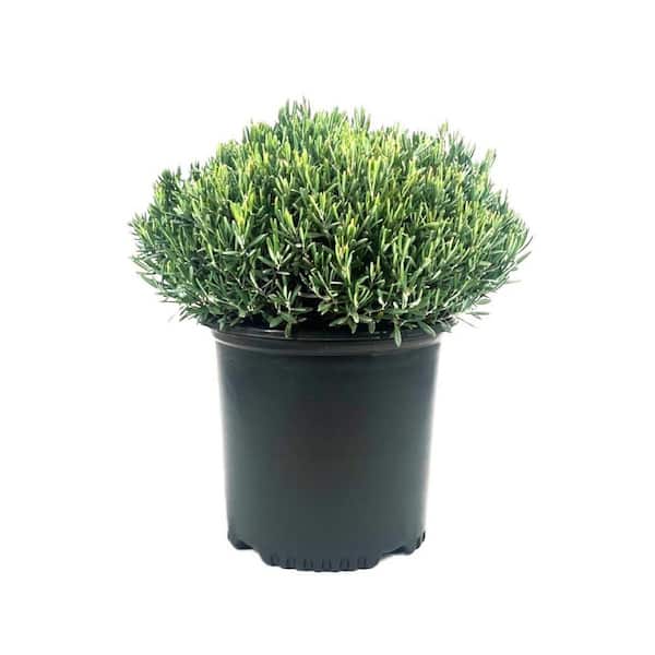 Unbranded 1.5 Gal. Bog Rosemary Andromeda Live Shrub with Pale Pink Flowers