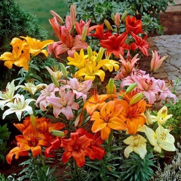 BELL NURSERY 2.5 qt. Asiatic Lily Mixed Pack Live Perennial Plant (3-Pack)