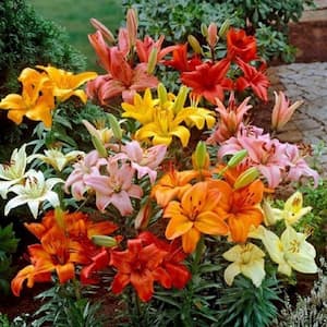 2.5 Qt. Red Asiatic Lily Live Flowering Perennial Plant